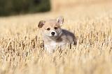 CORGI PEMBROKE 069